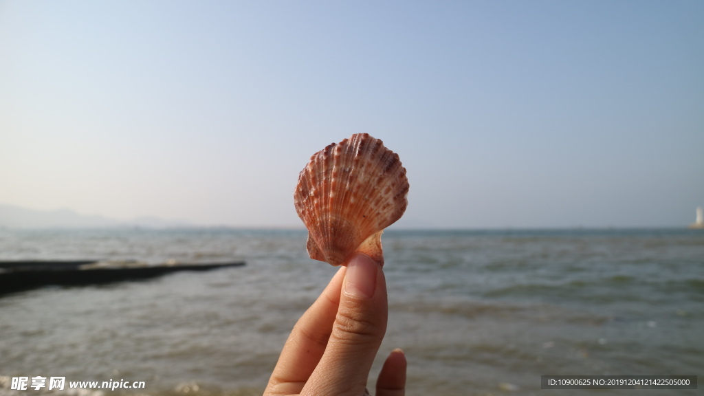 海边粉色贝壳