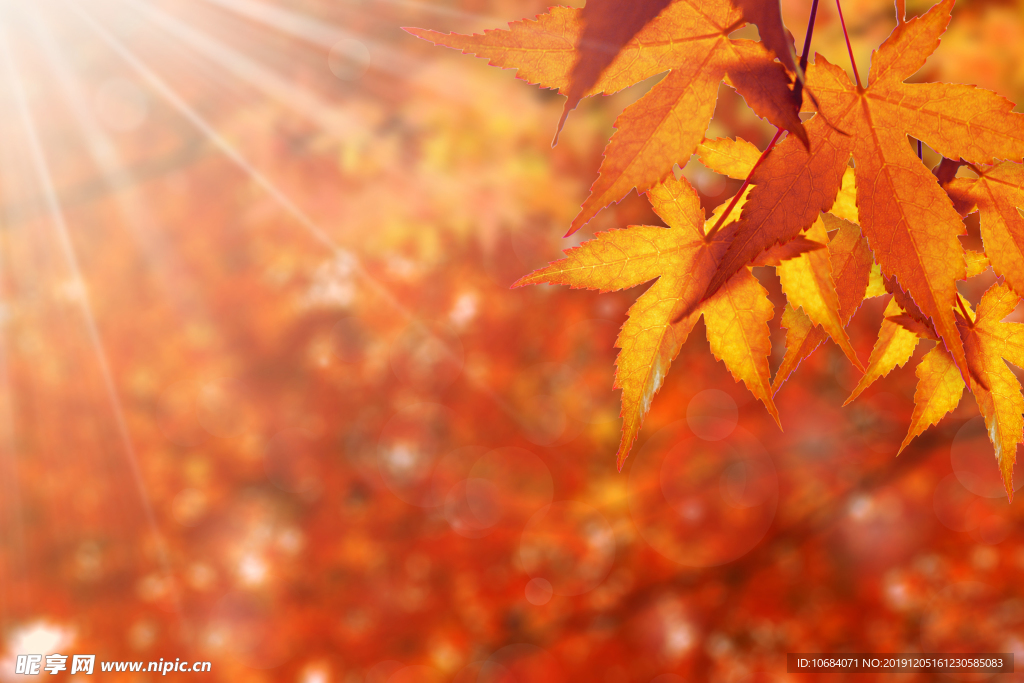 秋季溫馨紅色楓葉背景