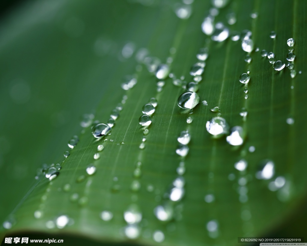 水珠 露珠 藍(lán)色 大自然 雨滴
