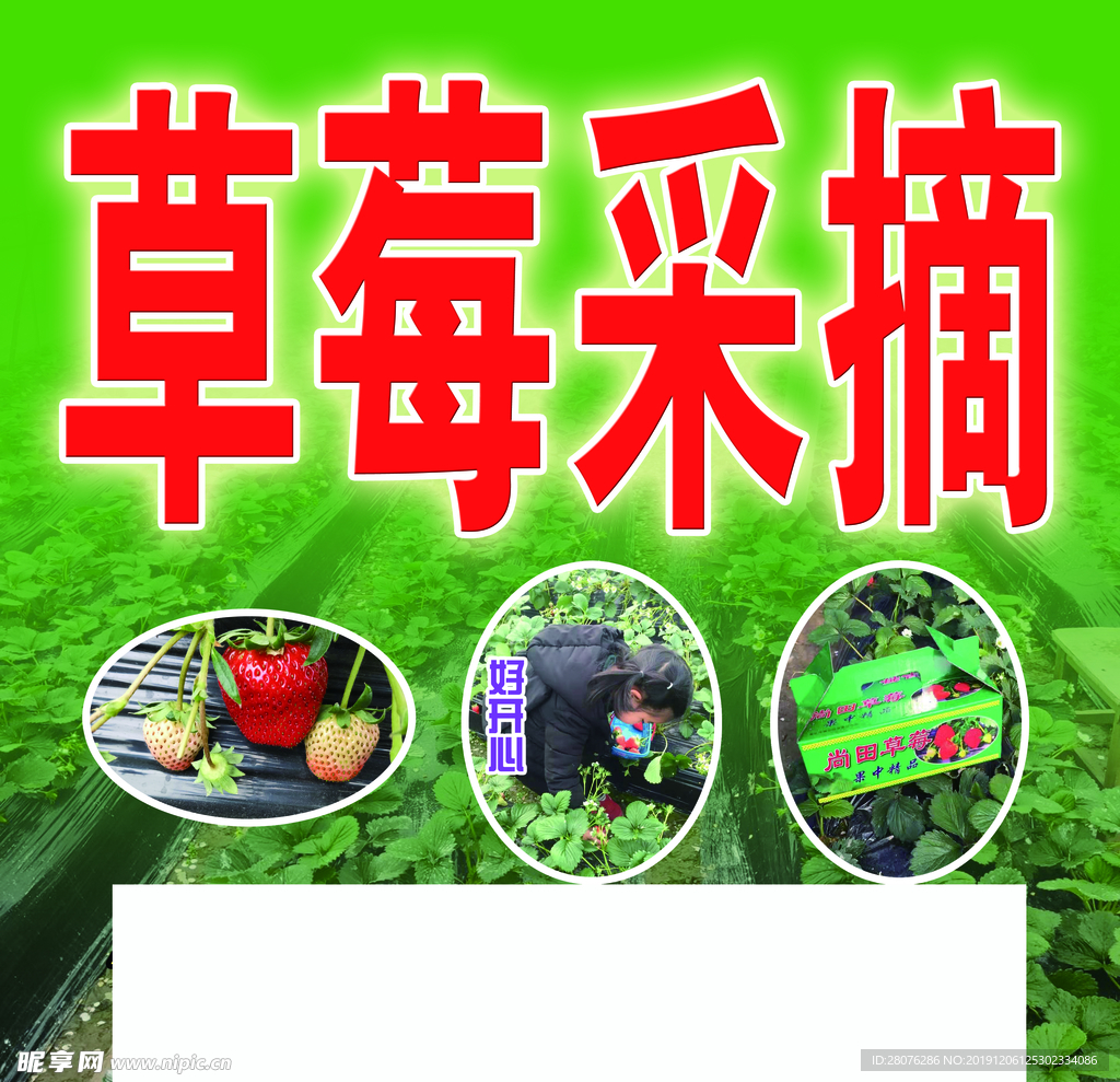草莓采摘