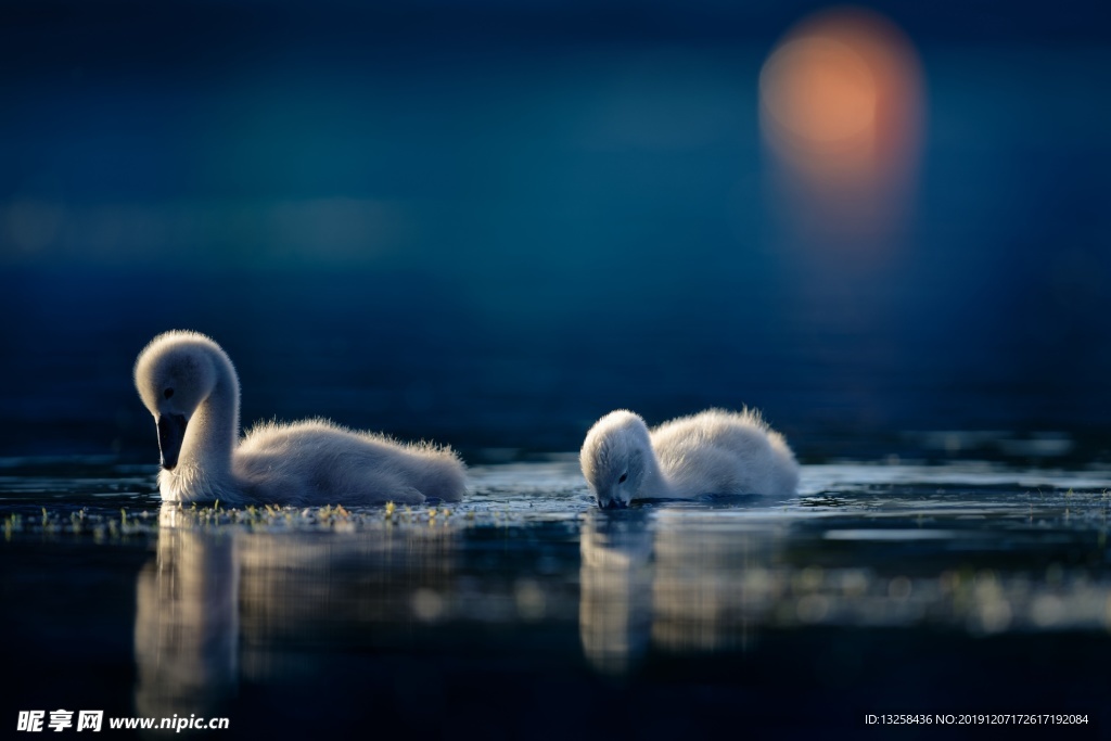 天鵝 幼鳥 湖水 風(fēng)景 鳥類
