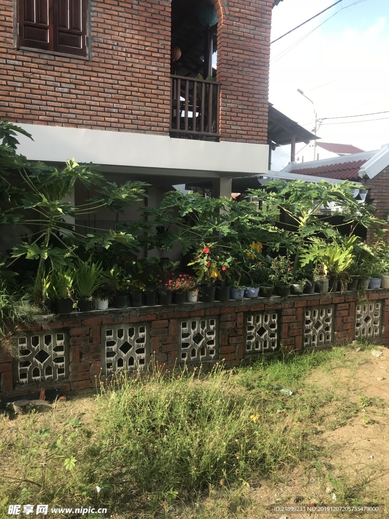 木瓜樹