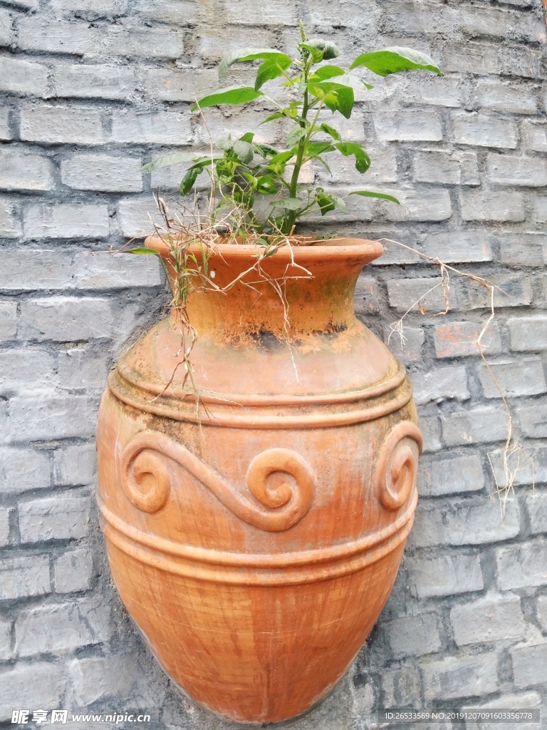 盆栽 陶罐 绿植 园艺 植物