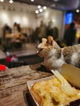 猫 吐司 面包 喵