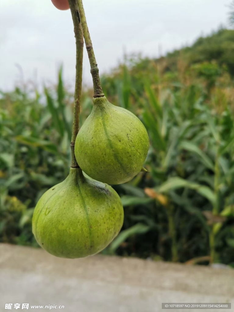 水果 果實(shí)