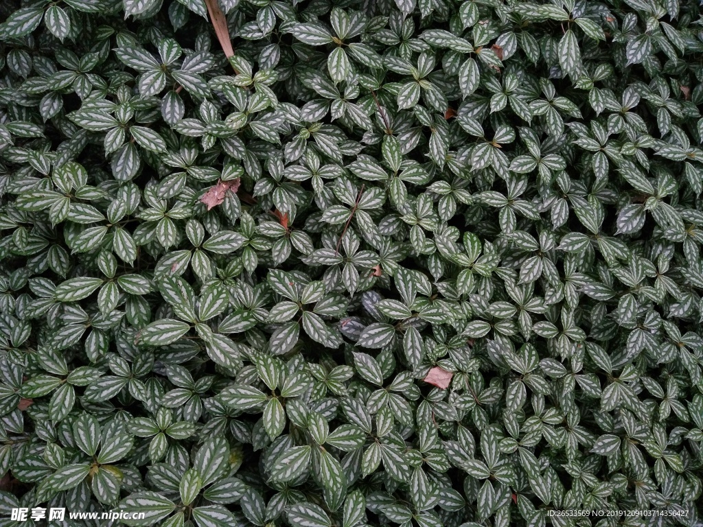 绿叶 植物 花叶冷水花 绿色