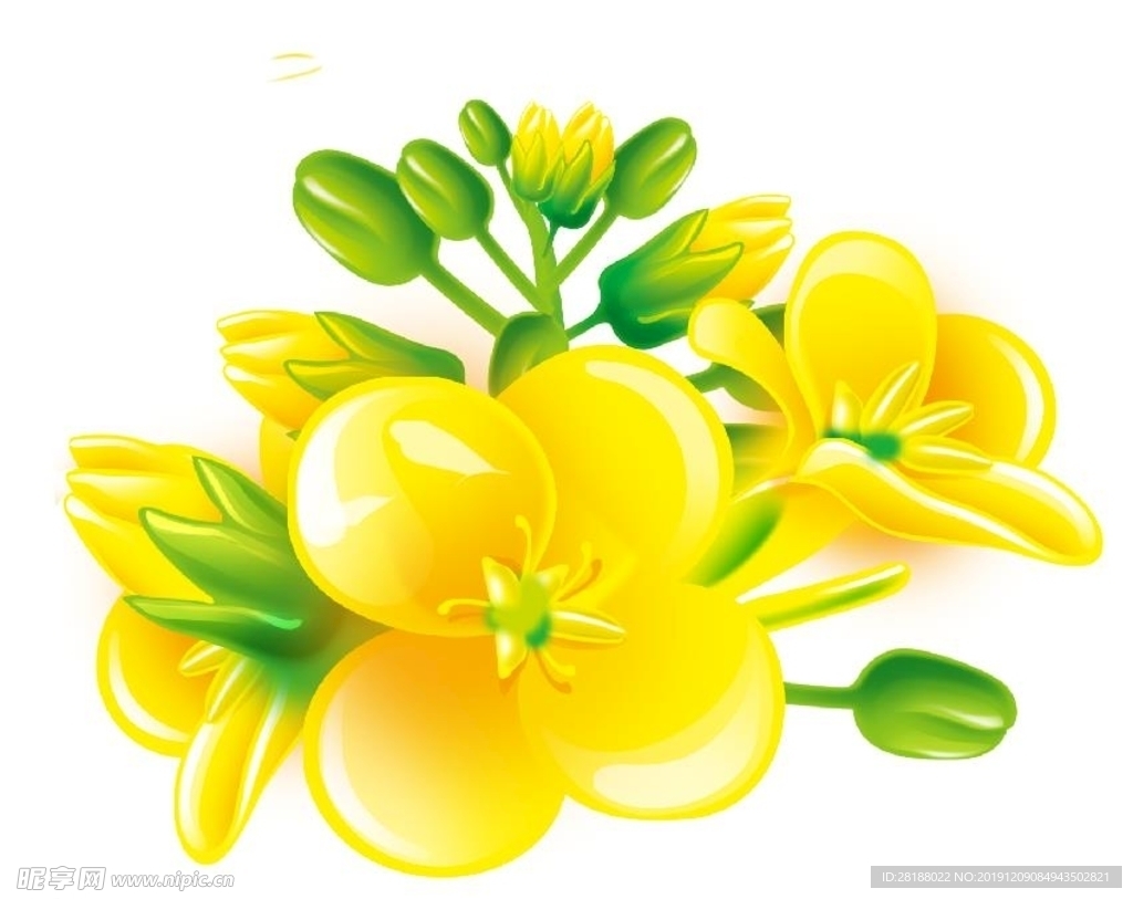 油菜花
