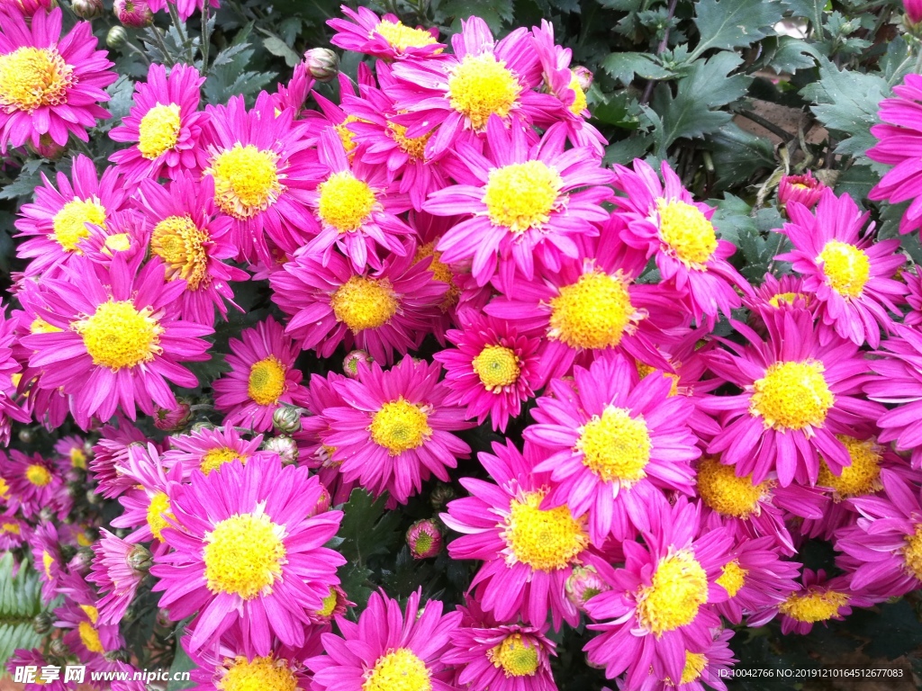 菊花