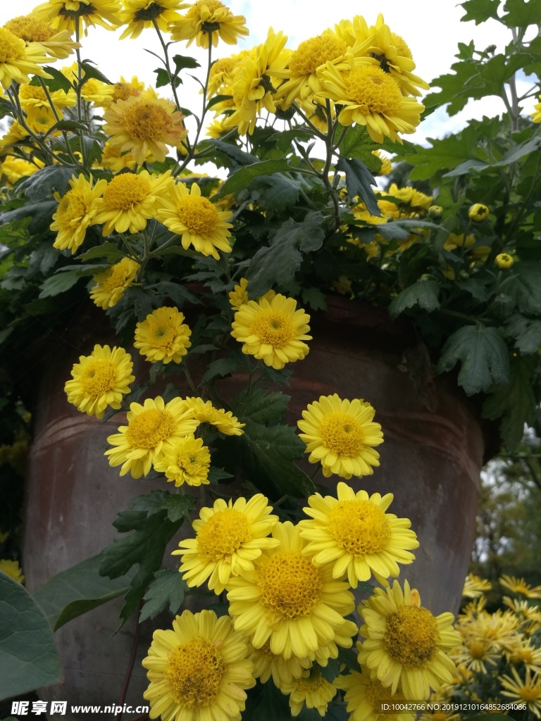 菊花