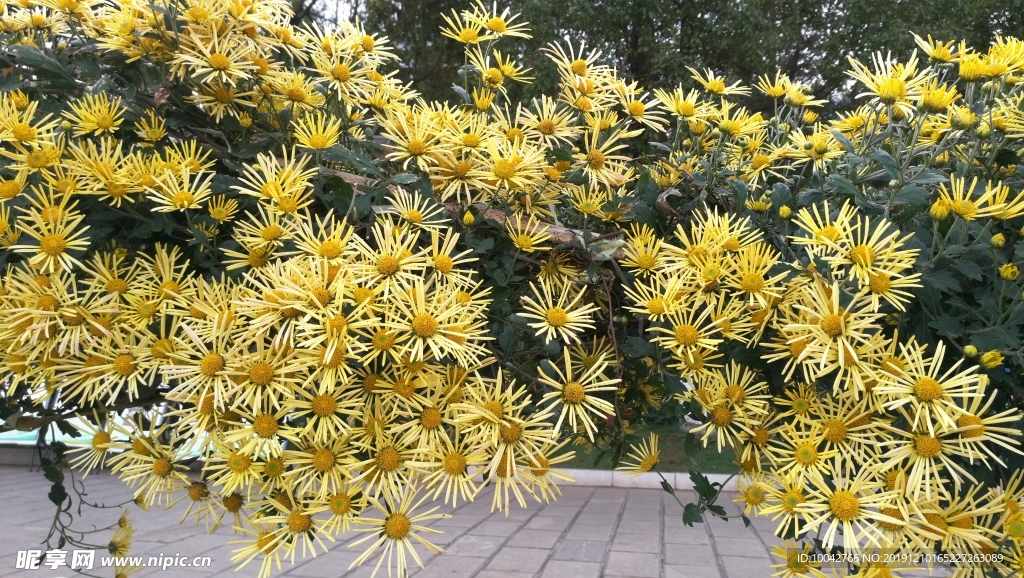 菊花