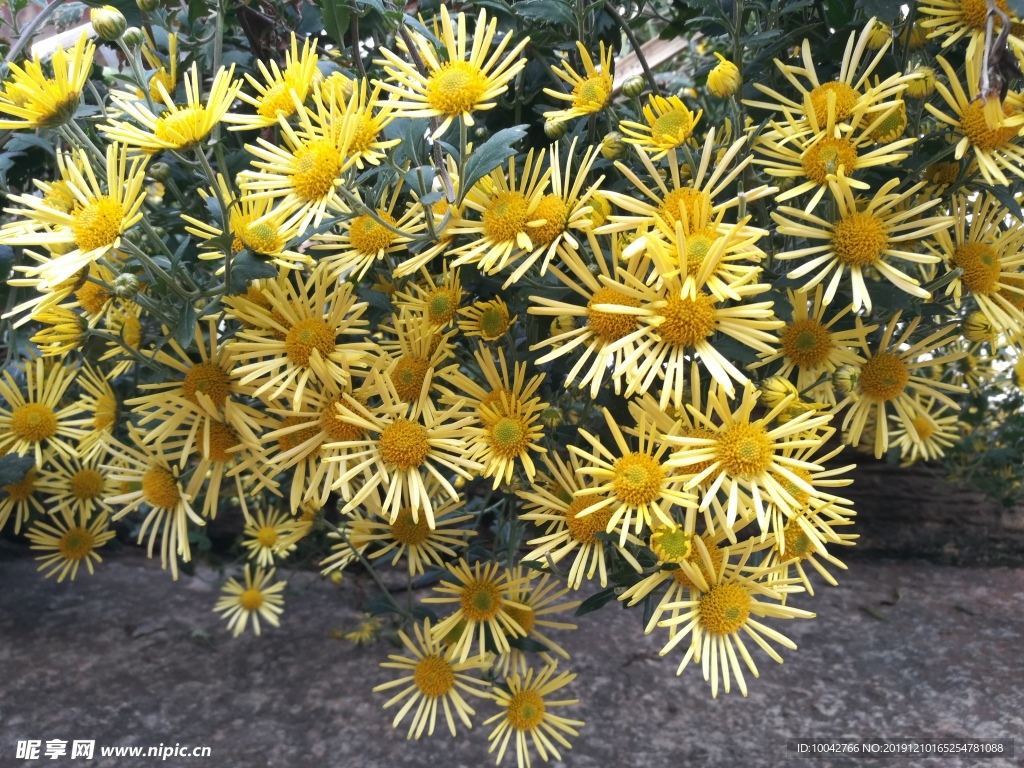 菊花