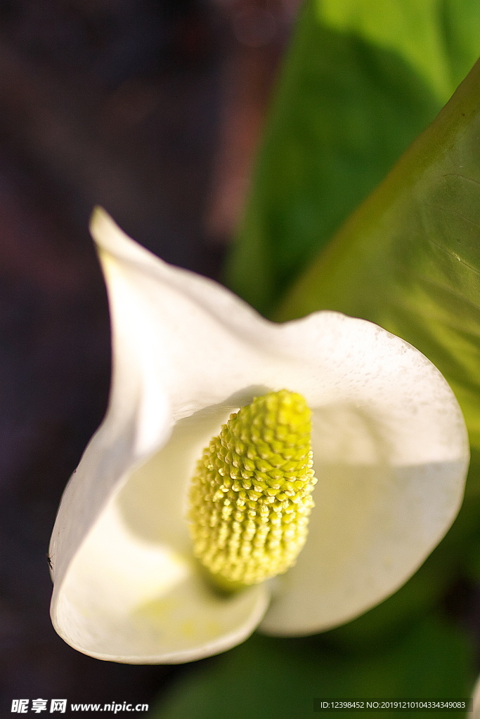 水芭蕉花