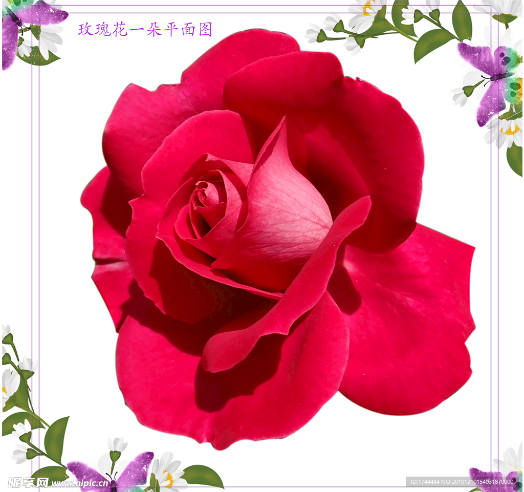 一朵红玫瑰花朵图片素材