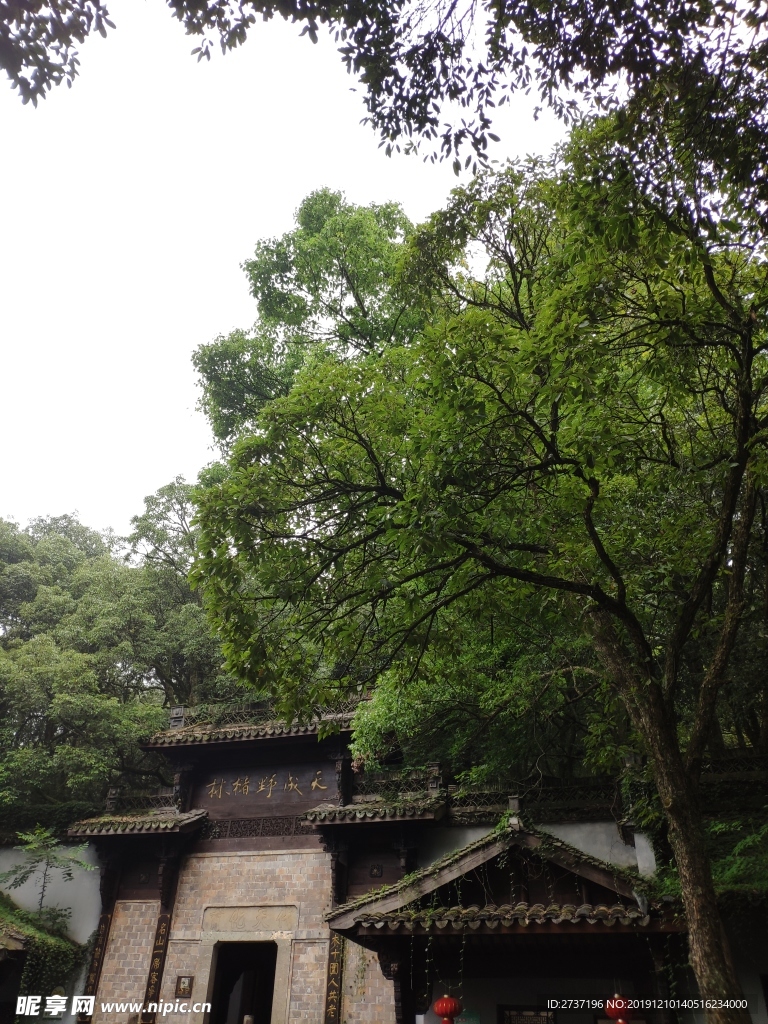 野櫧林