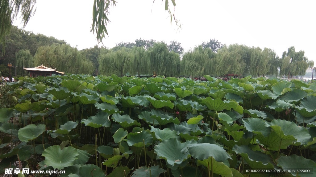荷