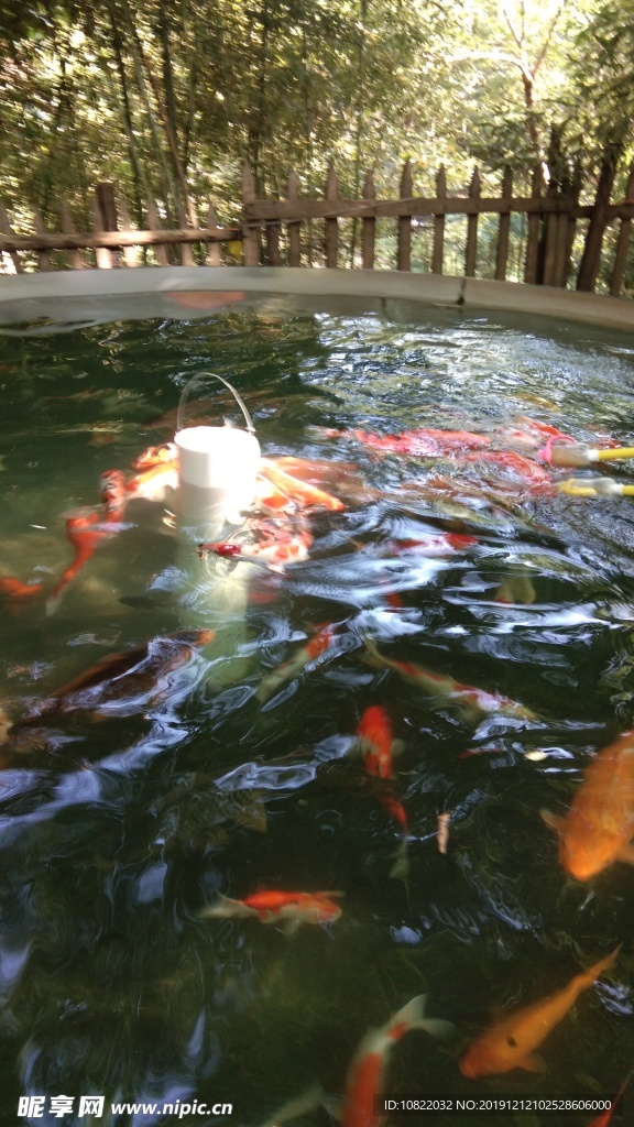 魚兒