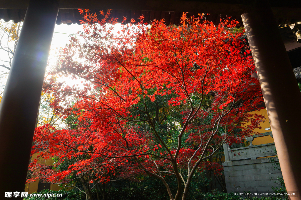深秋紅葉