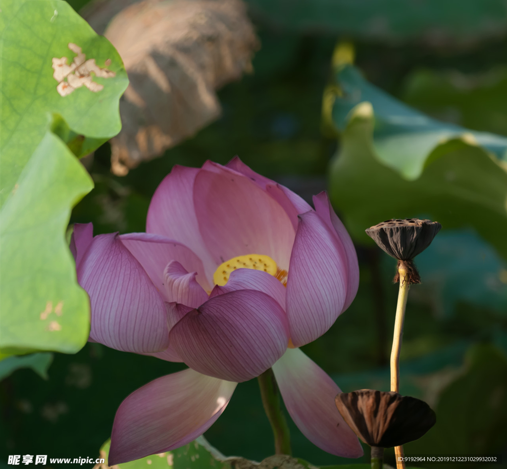 荷花