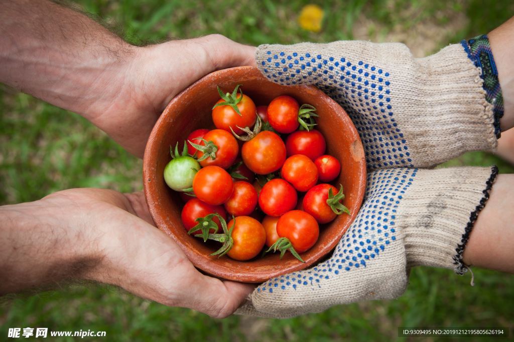 种植番茄采摘农业收获