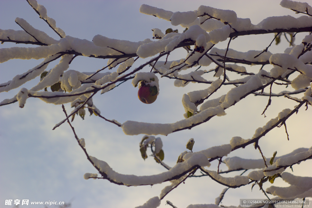 大雪 树枝 苹果 天空 云彩