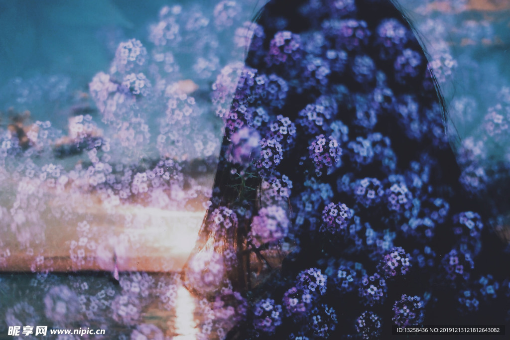 紫色 花朵 陽光 天空 風景