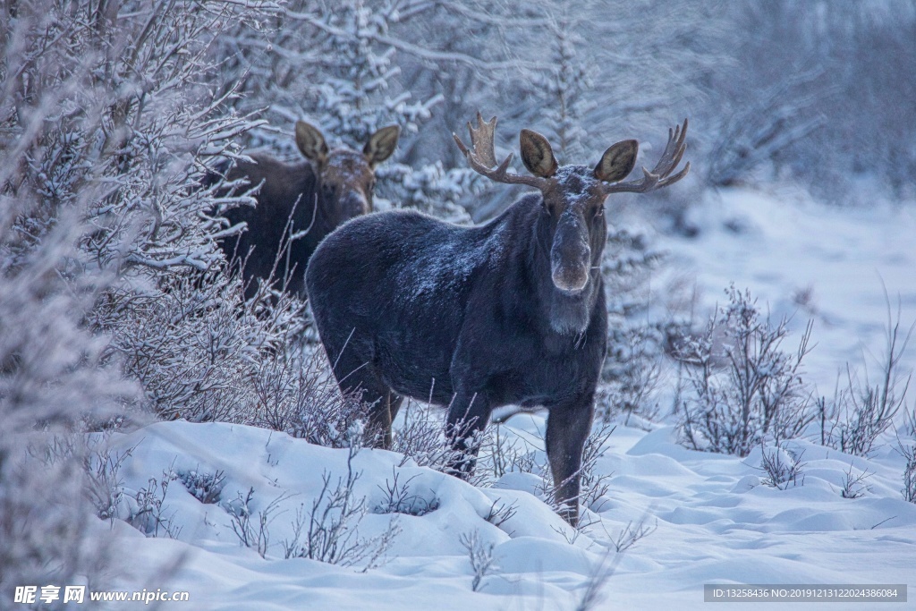 冬天 麋鹿 野生 動物 背景