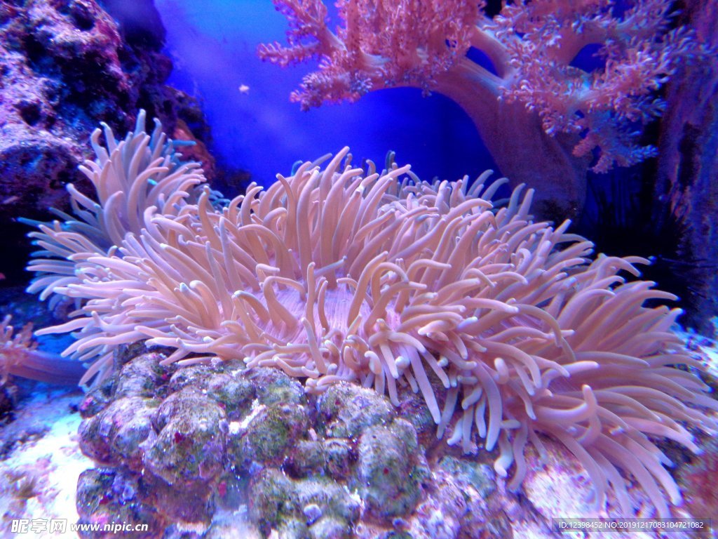 海底的珊瑚礁