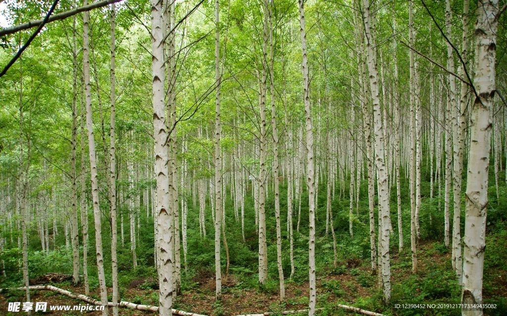 白樺樹林