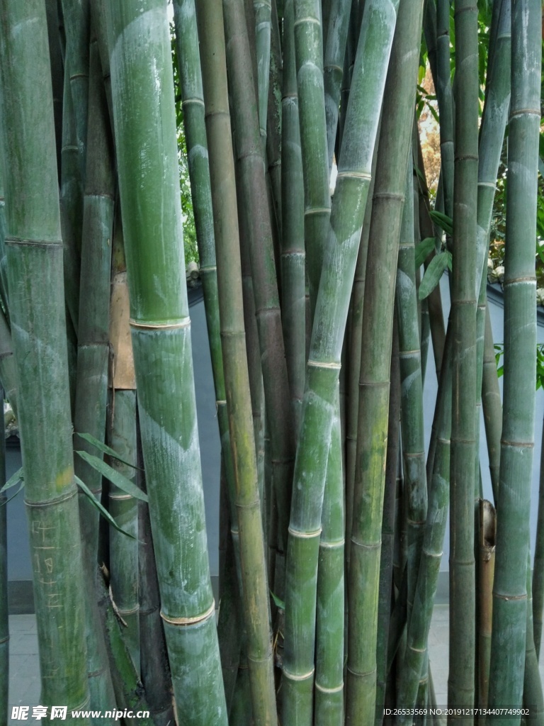 健康 竹子 自然 植物 绿色竹