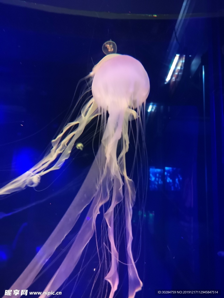 粉色水母