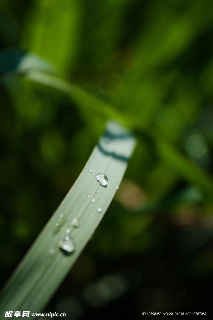 青翠的花葉