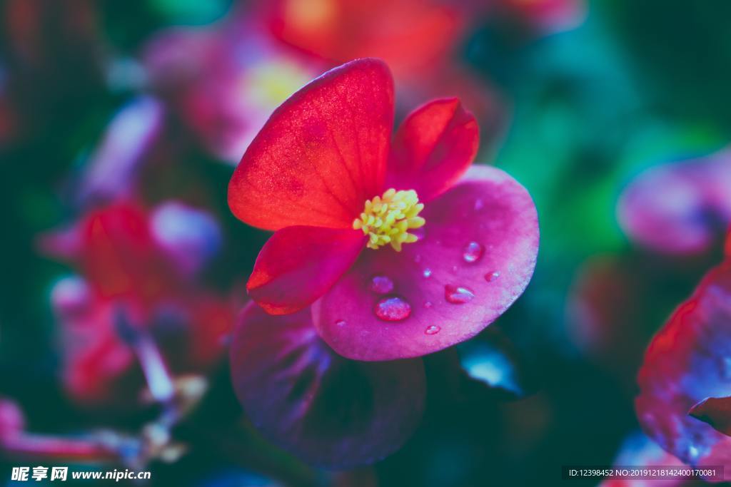 美麗的鮮花