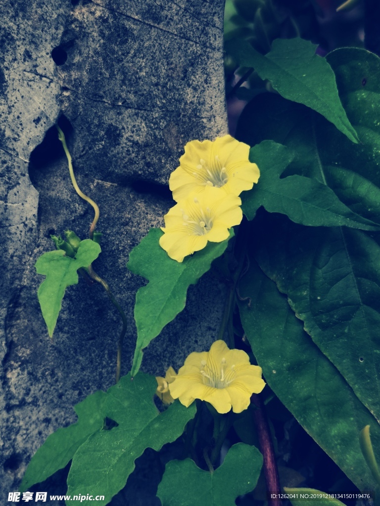 黃色小旋花