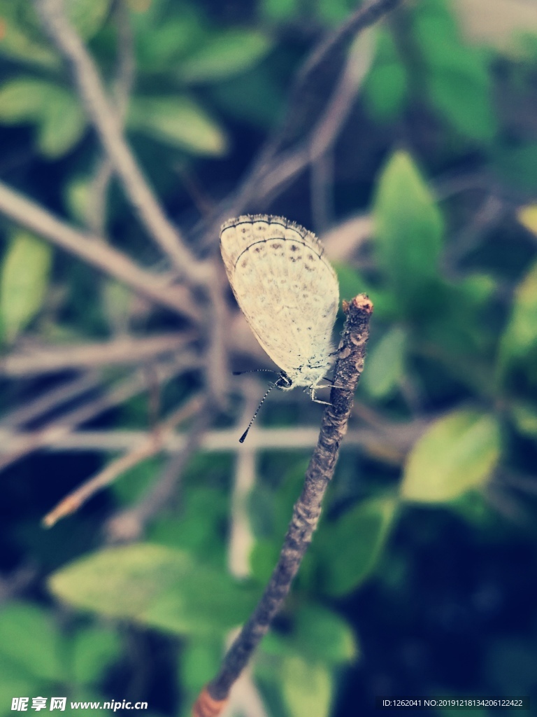 灰色小蝴蝶