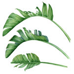热带 植物 叶子