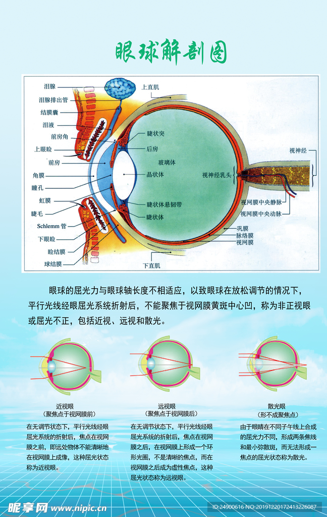 眼球解剖图