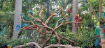 动物园 丛林 鸟 鸟类 飞鸟
