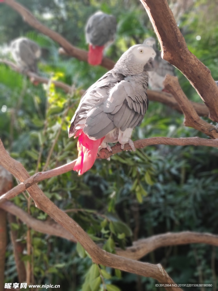 丛林 热带丛林 鹦鹉 鸟 鸟类