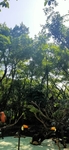 巨嘴鸟 丛林 热带丛林 鹦鹉