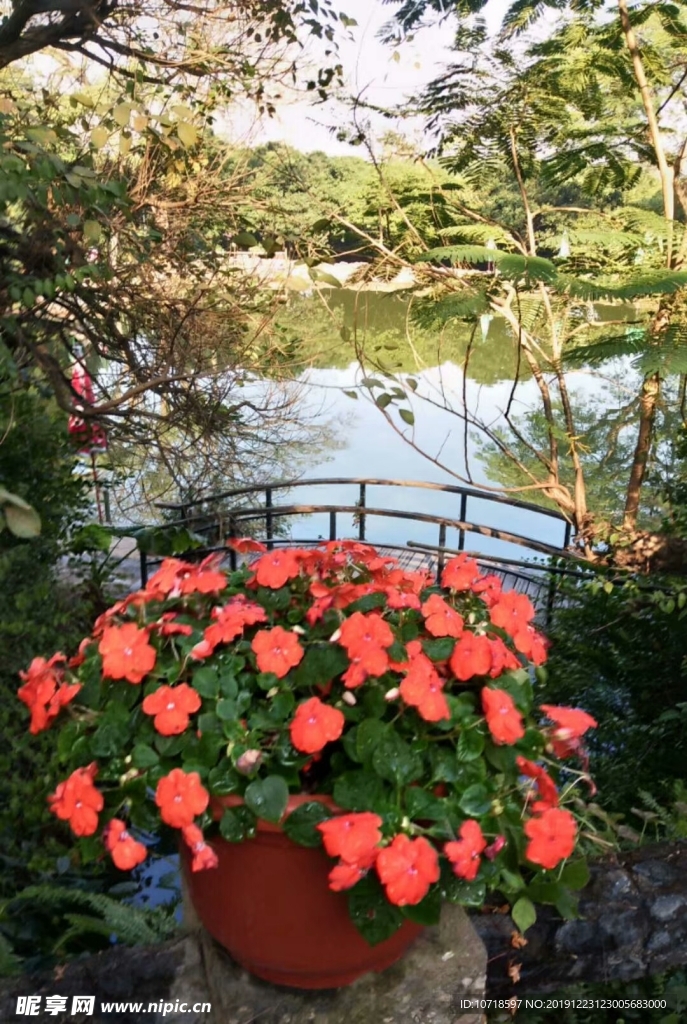 紅花 鮮花