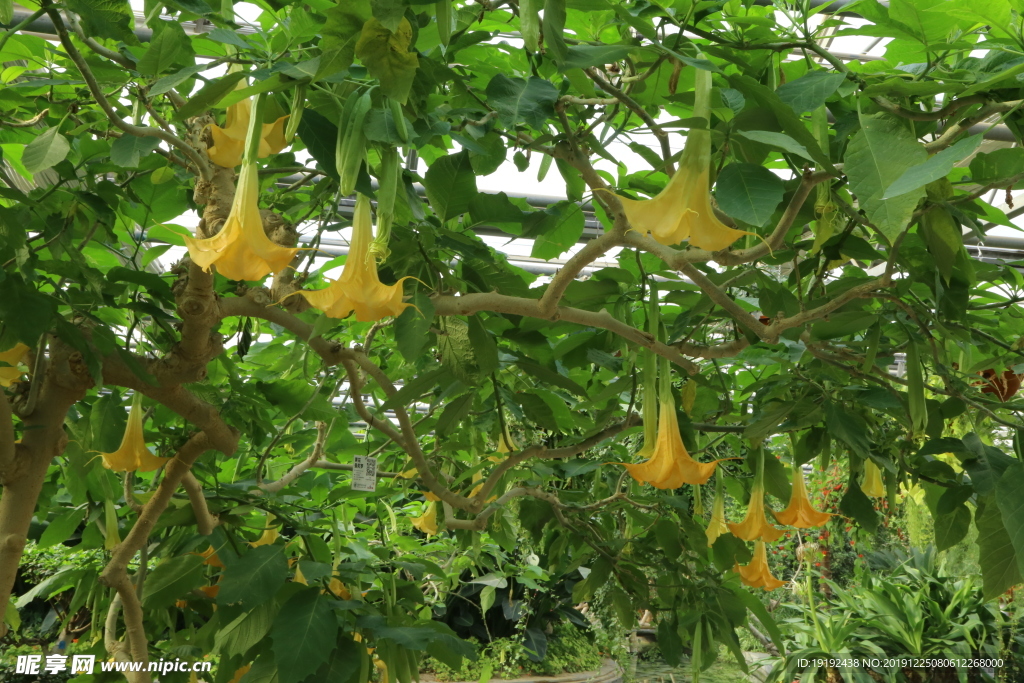 曼陀羅花