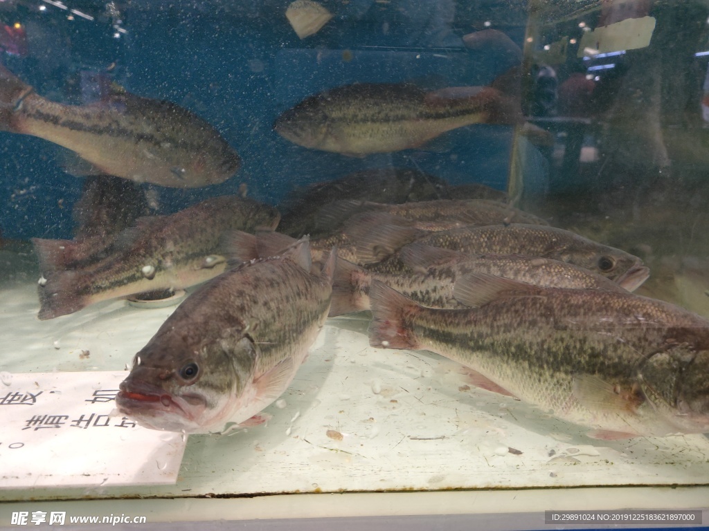 鱸魚