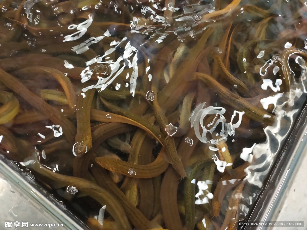 泥鰍
