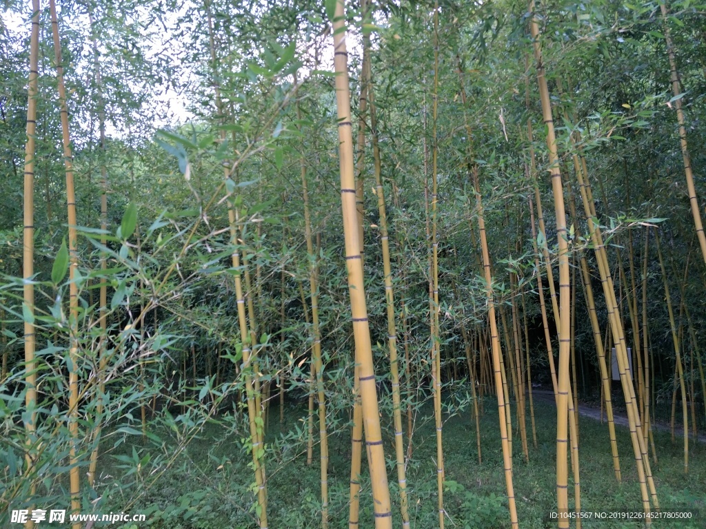 山間樹林