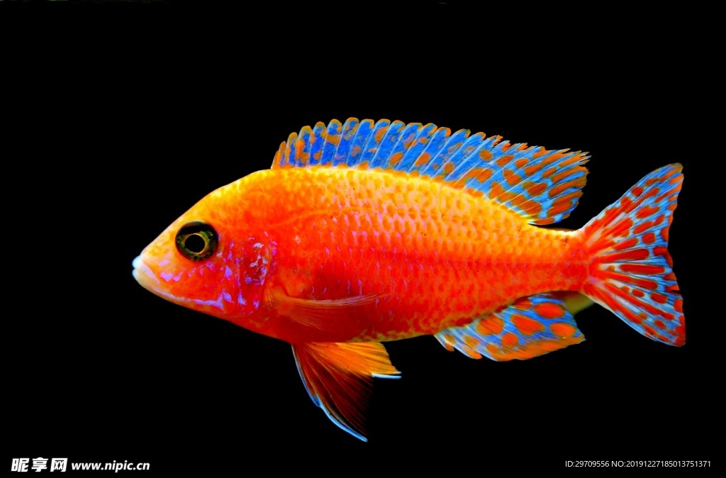 魚素材