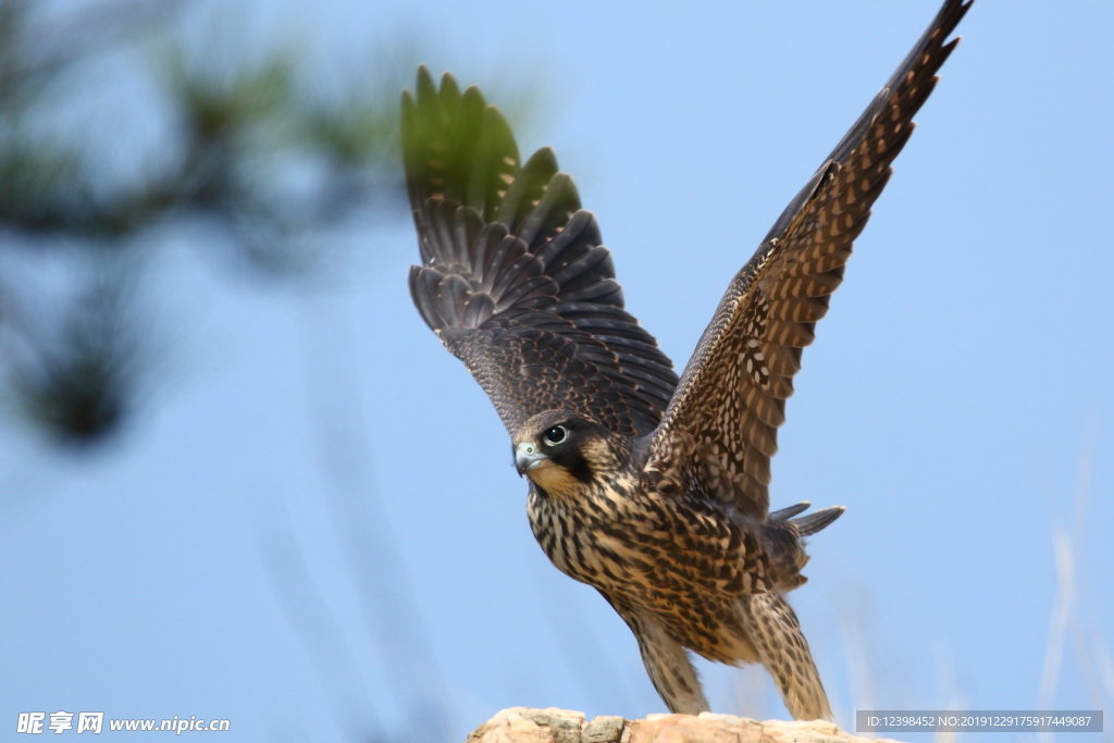 游隼鳥獵鷹鳥