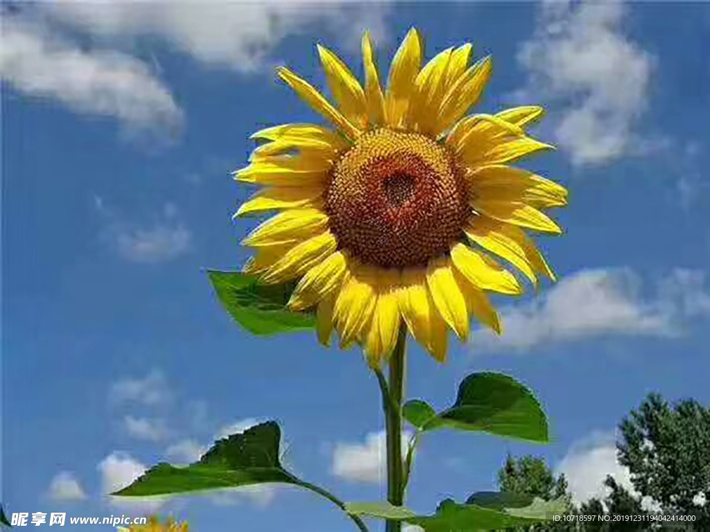 花朵花卉