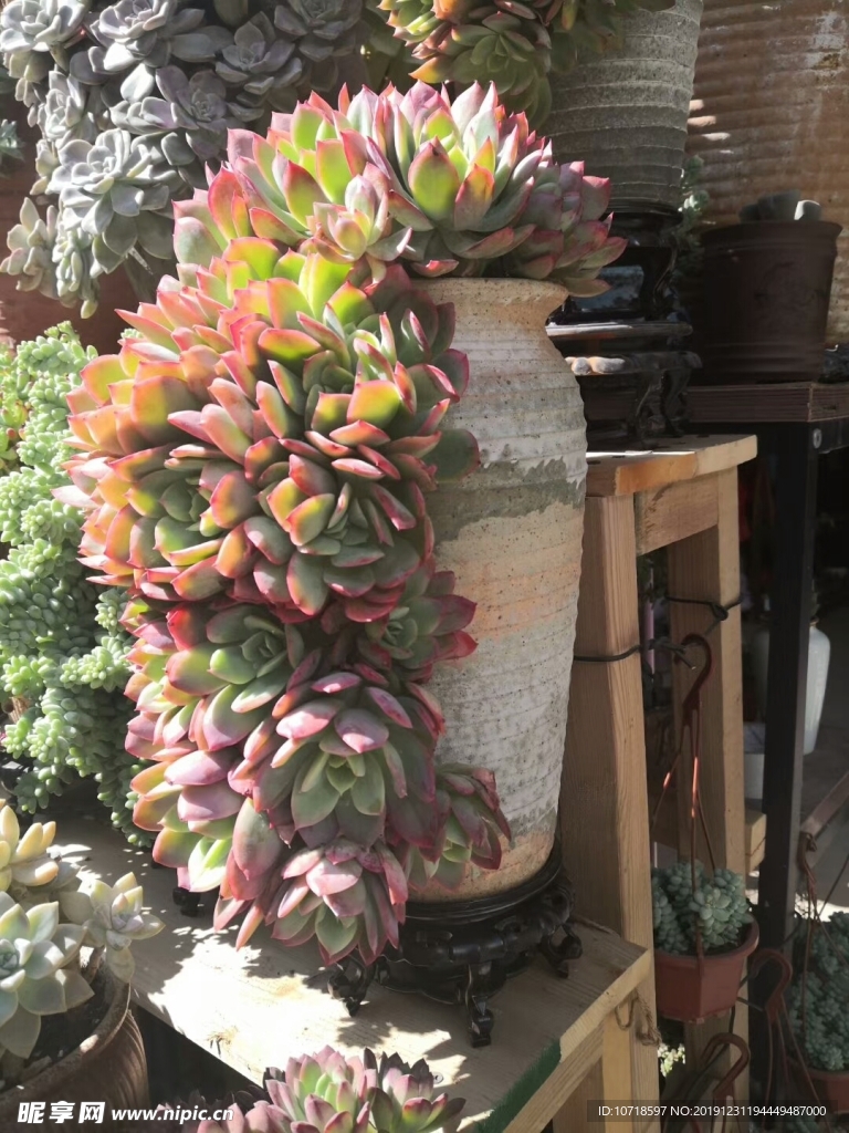 花朵花卉