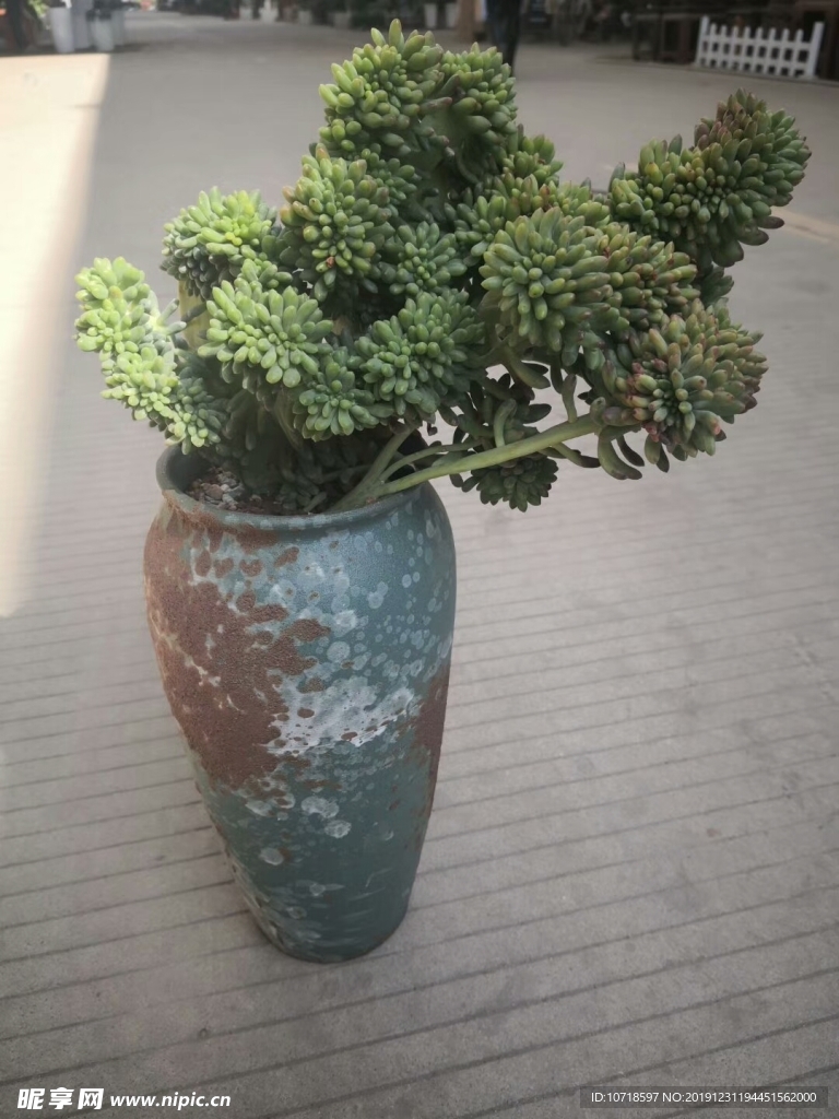 花朵花卉