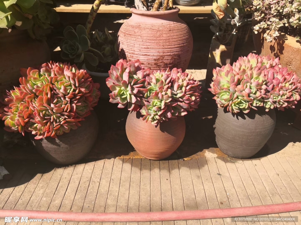 花朵花卉
